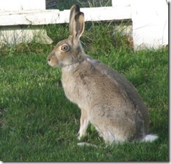 rabbit may 19, 2008