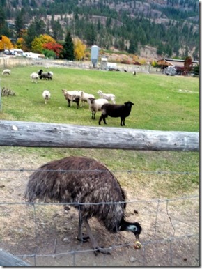 Peeking order - Emu - Sheep - Oct 13, 2012