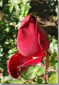 rose blossom - October 10, 2012